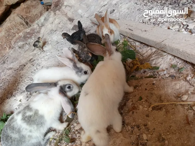 كوم أرانب للبيع