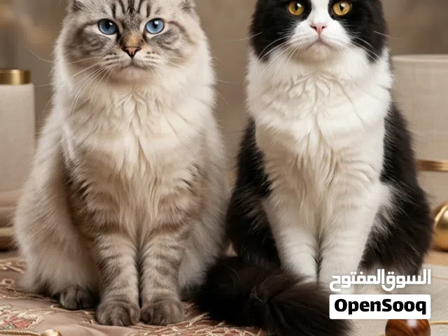 قطط جميلة للتبني سويه