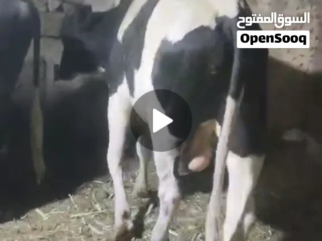 عجل للبيع مرتب خوش عجل للبيع معلوف براشله السعر خاص