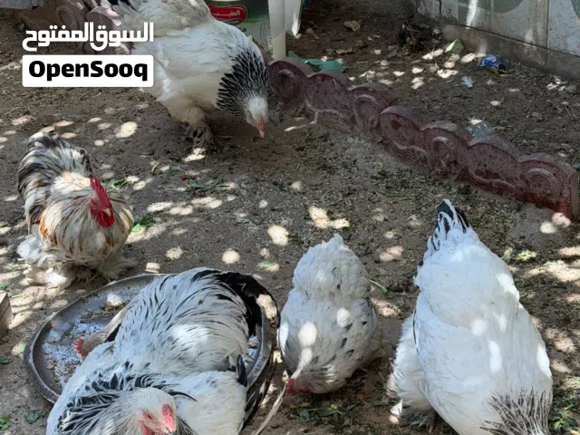 دجاج للبيع
