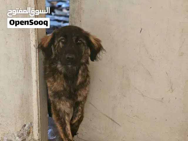 كلب للبيع امو جولدن و ابوه جيرمن لطيف و هادي عمرو 6 شهور للبيع