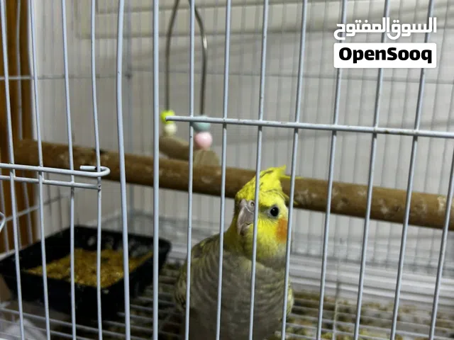 طير ببغاء كوكتيل مع القفص