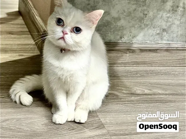 قطة بيضه عمرها سنه