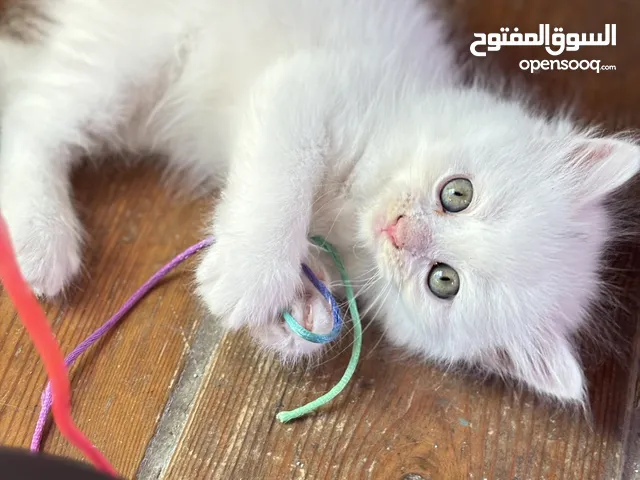 قطط همالايا صغيرة عمرها شهرين بالوان وجمال مميز