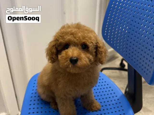 توي بودل للبيع Toy Poodle Puppies for Sale