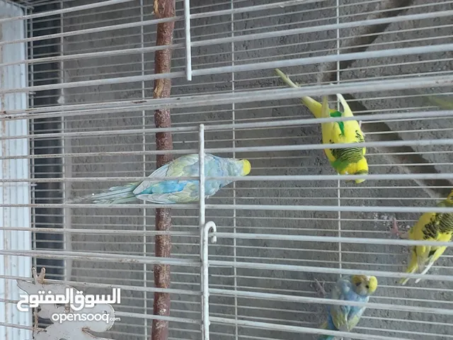 طيور الحب اقره التفاصيل