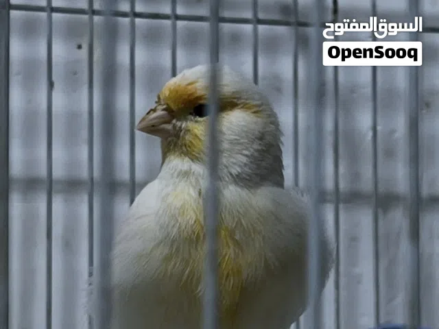 كناري عدد عدد 3 أنث عدد. 2  وفحل مفتل كبير وضخم  حلا من الصور كان بي تلتك وهسه بده  يغرد