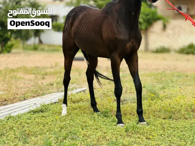 فلوه للبيع  العمر 26 شهر
