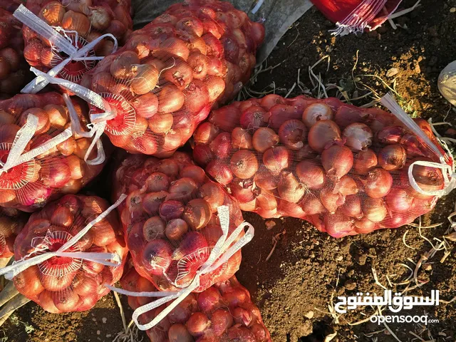 بصل موان نحاسي نخب النخب من اراضي ججين تلقيط شهر 6/ 2025 سعر شوال 10 كيلو 3.5 عرض خاص