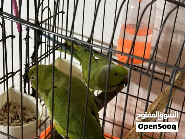 زوج ببغاء دره وحشي للتكاثر بصحه ممتازه