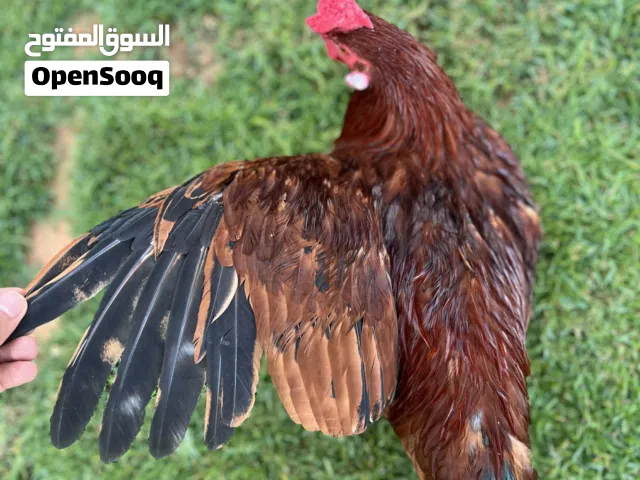 زوز فراريج أمريكيات درجة اولى ربي يبارك العمر واحد 7شهور والتاني6شهور الكبير ب50 والصغير 45 وسااهل