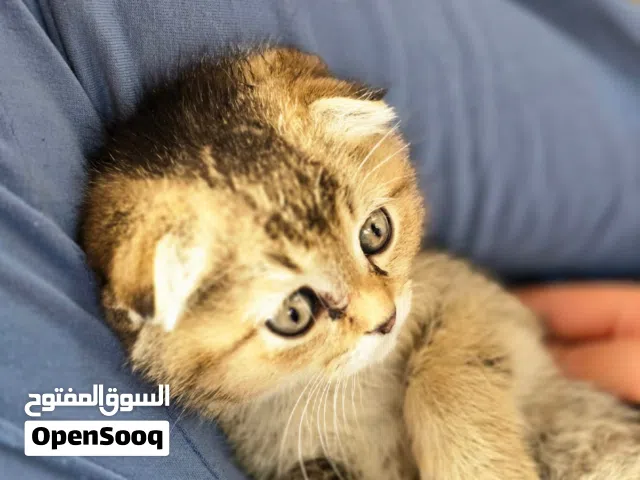 قطط سكوتش فولد عمر شهرين
