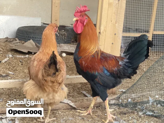 دجاج صحة ونشاط مع ديك وكتاكيت