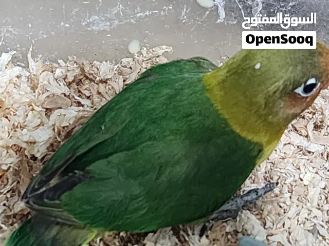 فروخ لوفبيرد بدايه عس ونهاية غس متوفرين وربوة متوفرين الولن جميلة جدا