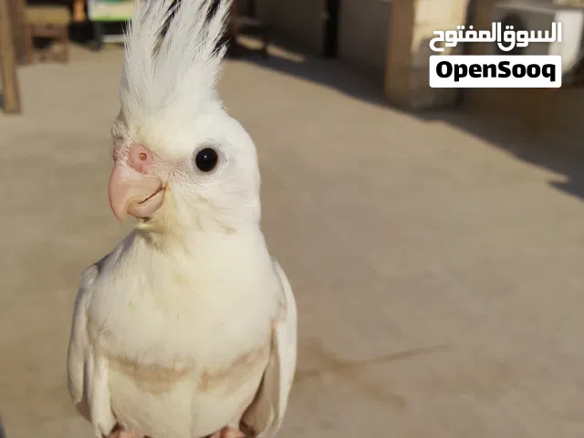 كوكتيل أليف