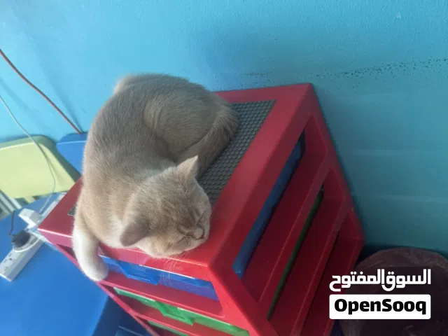 مكس برتش و سكوتش ستريت شورت هير عمر 4 شهور