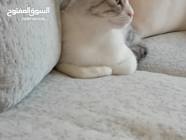 ذكر شورت هير 11 شهر للتبني مجانا