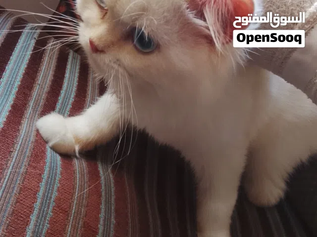 orange Himalayan-هملايا برتقالي