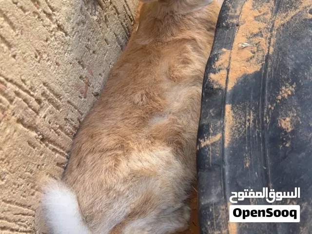 كوبيه الامانيه