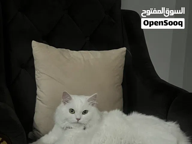 قطه شيرازيه أثنى للبيع