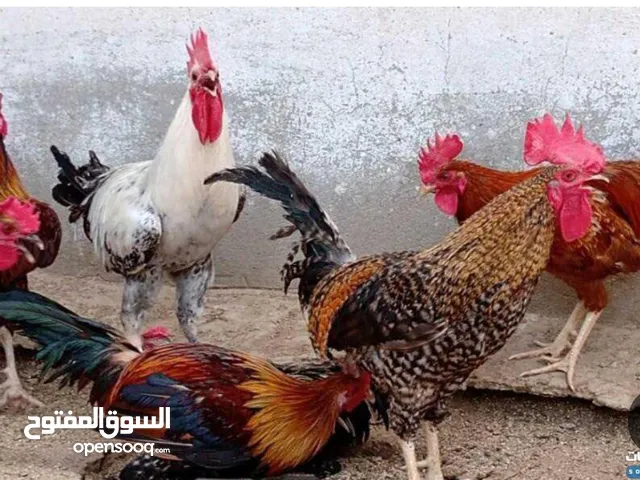 صيصان وديوك للبيع