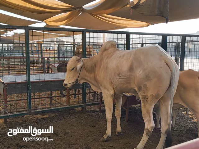 Bull for sale