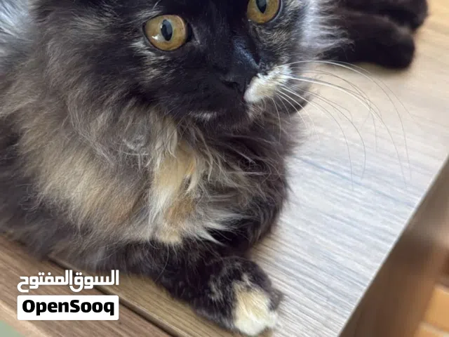 قط شيرازي مميز