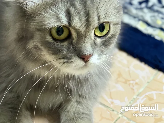 قطة شيرازي للبيع