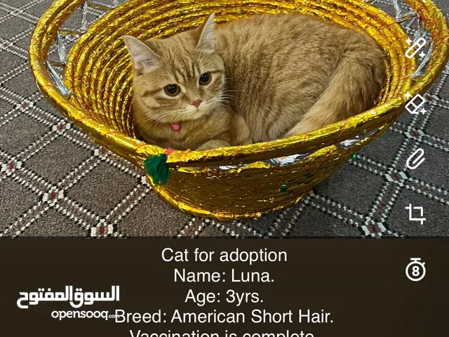 Adoption cat