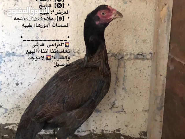 اللبيع دجاج باكستاني و ديك