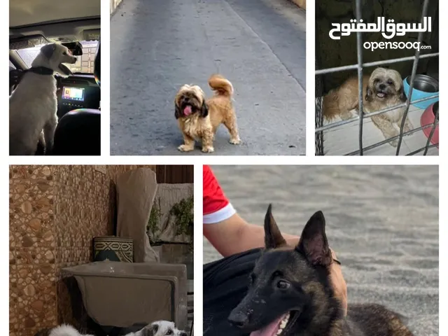 فرصه ثلاث كلاب للبيع بسعر مغري شوف التفاصيل