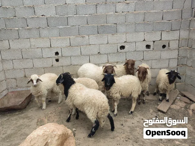 حواله عيادي للبيع