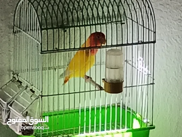 لون جميل جدا عصفور الروز