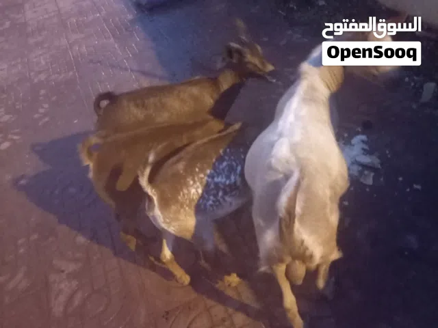 غنم للبيع محلية