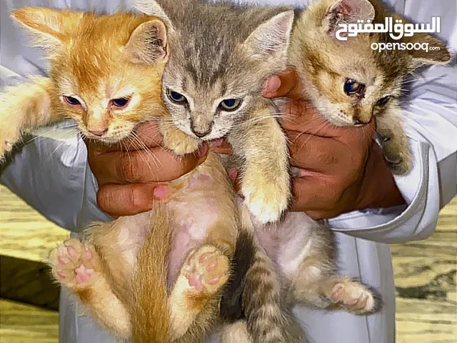 3 baby cats age 2 months and