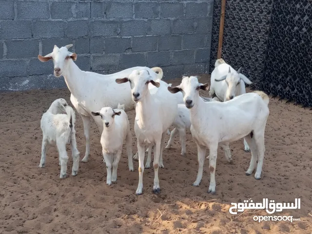 ماعز صوماليات