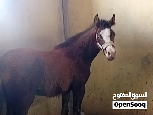 مهر عربي غير مسجل للبيع