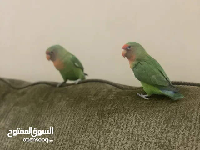pair of lovebirds. Friendly With cage 30 زوج من طيور الحب
