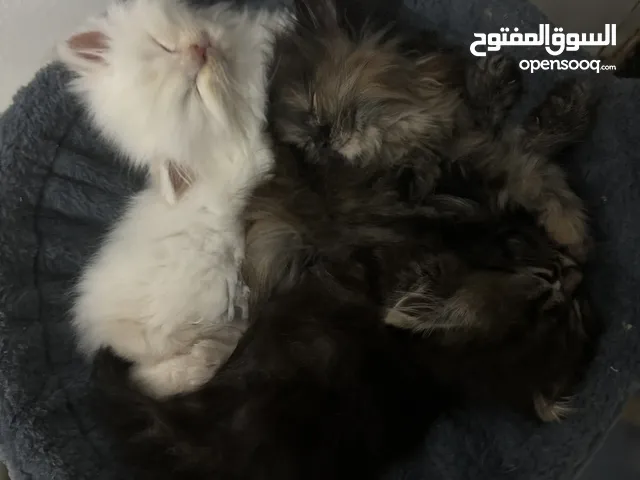 Persian Cat For sell