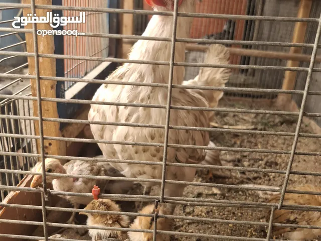 دجاج عرب ربه مال بيت