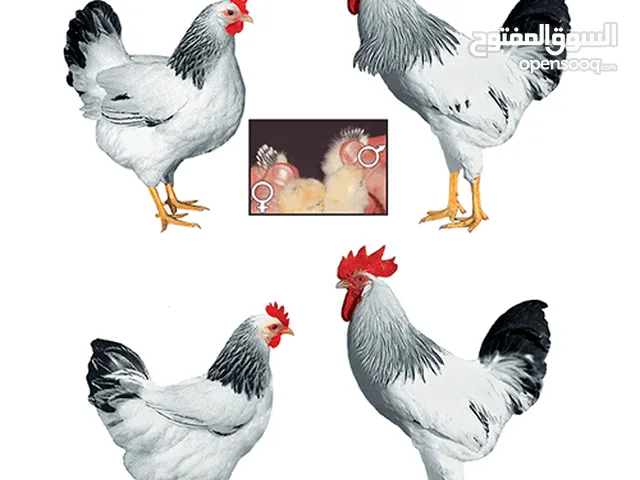 اطقم دجاج سايكس البزرة الضخمة عوجة شغل