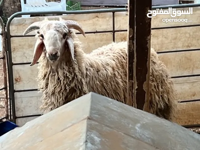 خروف بلدي وزنو 52 كلو