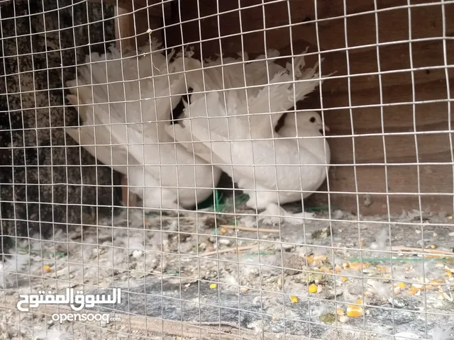 حمام هزاز للبيع