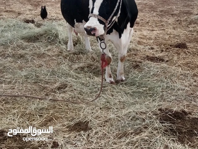 بقراة المانيه