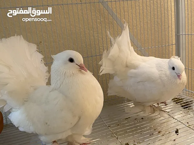 حمام للبيع pigeons for sale