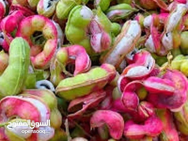شتلات صبار بحريني فاخر