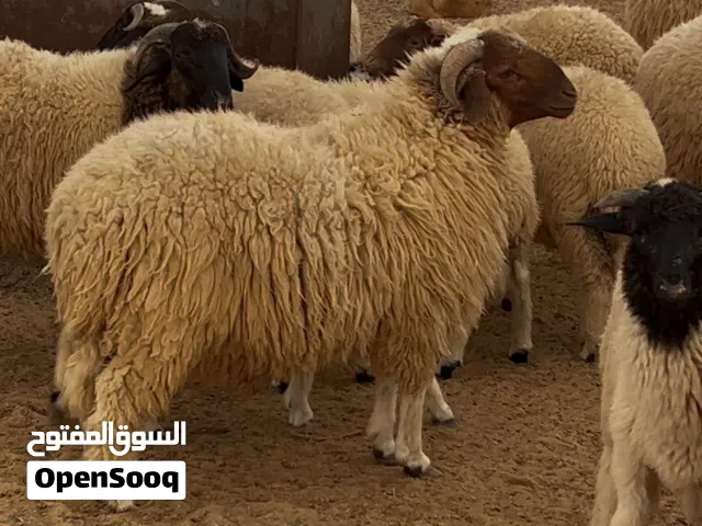 عياد برقة ثنو و حوالة عيد الأعمار من 15 شهر لعند 7 شهور