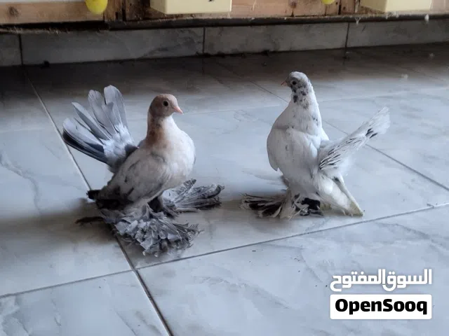 ربي يبارك ماشاء الله احضان روسي طرف مبروص وطرف الموند سعرهم 450