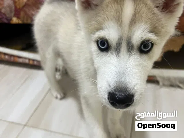 كلبه هاسكي للبيع