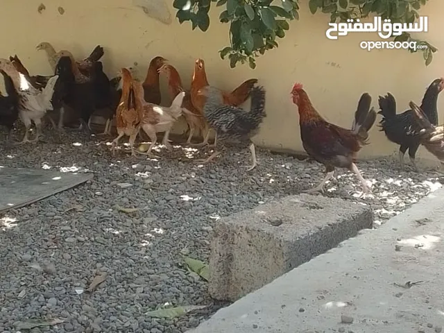 دجاج عماني العمر أربع شهور